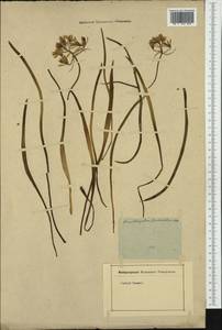 Ornithogalum fimbriatum Willd., Western Europe (EUR) (Not classified)