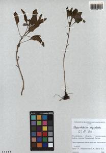 Physochlaina physaloides (L.) G. Don, Siberia, Altai & Sayany Mountains (S2) (Russia)