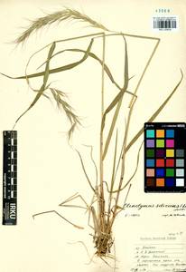 Elymus sibiricus L., Siberia, Baikal & Transbaikal region (S4) (Russia)