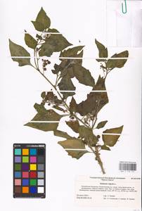 MHA 0 158 745, Solanum nigrum L., Eastern Europe, Lower Volga region (E9) (Russia)