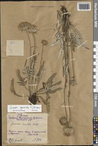 Jurinea mollis (L.) Rchb., Eastern Europe, Central forest-and-steppe region (E6) (Russia)