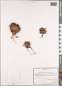 Sempervivum caucasicum Rupr. ex Boiss., Caucasus, Dagestan (K2) (Russia)