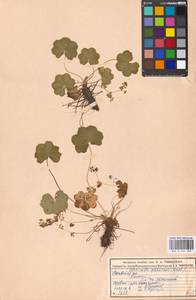 Alchemilla glabricaulis H. Lindb., Eastern Europe, Moscow region (E4a) (Russia)