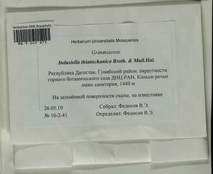 Indusiella thianschanica Broth. & Müll. Hal., Bryophytes, Bryophytes - North Caucasus & Ciscaucasia (B12) (Russia)