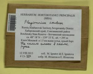 Plagiomnium acutum (Lindb.) T.J. Kop., Bryophytes, Bryophytes - Russian Far East (excl. Chukotka & Kamchatka) (B20) (Russia)