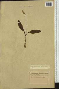Erythronium dens-canis L., Western Europe (EUR) (Slovenia)