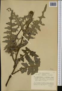 Cirsium erisithales (Jacq.) Scop., Western Europe (EUR) (Italy)