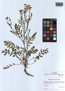 Rorippa sylvestris (L.) Besser, Siberia, Altai & Sayany Mountains (S2) (Russia)