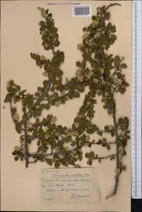 Cotoneaster uniflorus Bunge, Middle Asia, Western Tian Shan & Karatau (M3) (Kazakhstan)