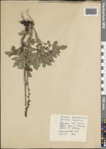 Agrimonia eupatoria L., Eastern Europe, Central forest-and-steppe region (E6) (Russia)