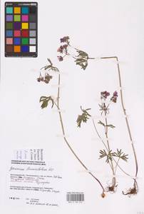 Geranium linearilobum DC., Eastern Europe, Lower Volga region (E9) (Russia)