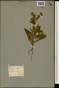 Lycopsis arvensis subsp. orientalis (L.) Kuzn., Caucasus, Armenia (K5) (Armenia)