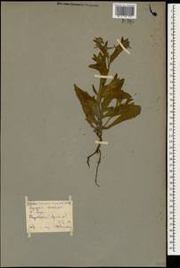 Lycopsis arvensis subsp. orientalis (L.) Kusn., Caucasus, Armenia (K5) (Armenia)
