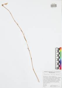 Pseudopodospermum tauricum (M. Bieb.) Vasjukov & Saksonov, Eastern Europe, Central region (E4) (Russia)