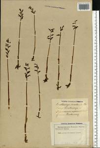 Corallorhiza trifida Châtel., Eastern Europe, Latvia (E2b) (Latvia)