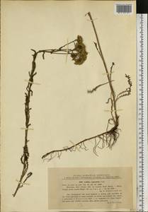 Achillea distans Waldst. & Kit. ex Willd., Eastern Europe, Moldova (E13a) (Moldova)