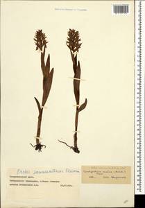 Dactylorhiza euxina (Nevski) Czerep., Caucasus, Stavropol Krai, Karachay-Cherkessia & Kabardino-Balkaria (K1b) (Russia)