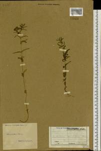 Scutellaria scordifolia Fisch. ex Schrank, Siberia, Altai & Sayany Mountains (S2) (Russia)