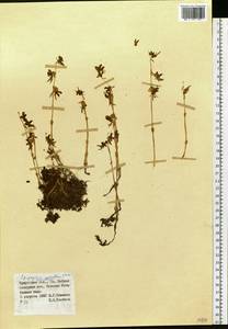 Epipogium aphyllum Sw., Siberia, Baikal & Transbaikal region (S4) (Russia)