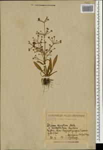 Alisma gramineum Lej., Caucasus, Armenia (K5) (Armenia)