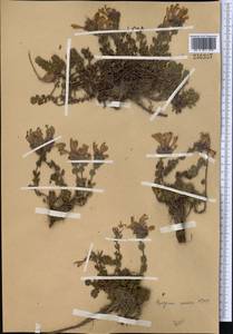 Dracocephalum oblongifolium Regel, Middle Asia, Western Tian Shan & Karatau (M3)