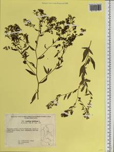 Lepidium latifolium L., Siberia, Russian Far East (S6) (Russia)