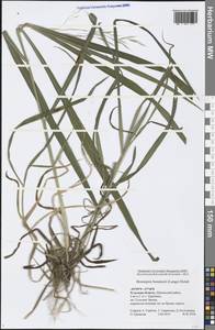 Bromus benekenii (Lange) Trimen, Eastern Europe, Central region (E4) (Russia)