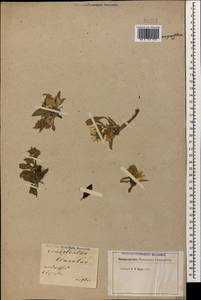 Convolvulus lineatus L., Caucasus, Georgia (K4) (Georgia)