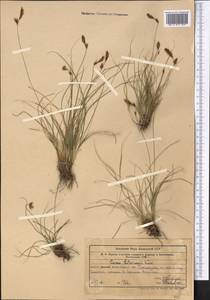 Carex litvinovii Kük., Middle Asia, Western Tian Shan & Karatau (M3) (Uzbekistan)