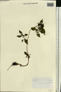 Elsholtzia ciliata (Thunb.) Hyl., Eastern Europe, Middle Volga region (E8) (Russia)