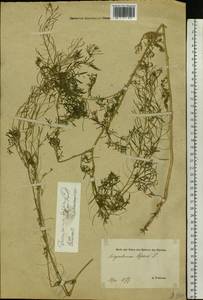 Descurainia sophia (L.) Webb ex Prantl, Eastern Europe, Estonia (E2c) (Estonia)