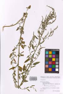 Chenopodium, Eastern Europe, Central forest-and-steppe region (E6) (Russia)