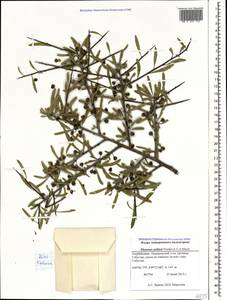 Rhamnus erythroxyloides subsp. erythroxyloides, Caucasus, Azerbaijan (K6) (Azerbaijan)