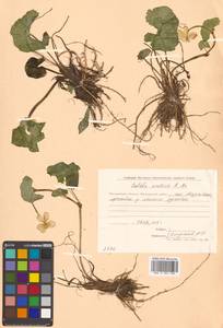 Caltha palustris var. minor (Mill.) DC., Siberia, Chukotka & Kamchatka (S7) (Russia)