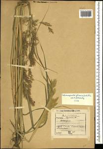 Calamagrostis pseudophragmites (Haller f.) Koeler, Caucasus, Georgia (K4) (Georgia)