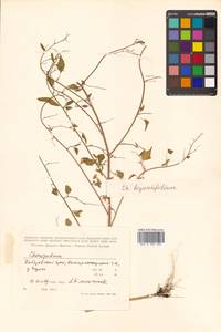 Chenopodium bryoniifolium Bunge, Siberia, Russian Far East (S6) (Russia)