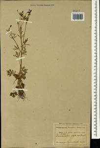 Ranunculus sceleratus L., Caucasus, Abkhazia (K4a) (Abkhazia)