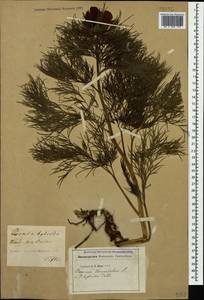 Paeonia tenuifolia L., Caucasus, Georgia (K4) (Georgia)