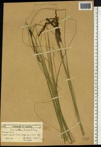 Carex lasiocarpa var. occultans (Franch.) Kük., Siberia, Russian Far East (S6) (Russia)
