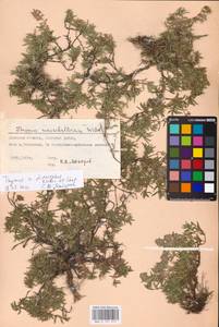 MHA 0 157 219, Thymus dimorphus Klokov & Des.-Shost., Eastern Europe, South Ukrainian region (E12) (Ukraine)