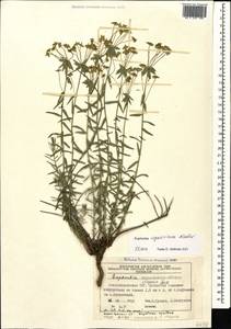 Euphorbia seguieriana Neck., Caucasus, Azerbaijan (K6) (Azerbaijan)