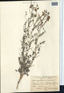 Astragalus cornutus Pall., Middle Asia, Caspian Ustyurt & Northern Aralia (M8) (Kazakhstan)