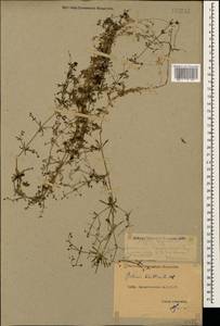 Galium spurium L., Caucasus, Dagestan (K2) (Russia)