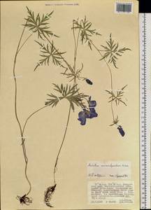 Aconitum macrorhynchum Turcz. ex Ledeb., Siberia, Russian Far East (S6) (Russia)