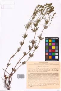 MHA 0 160 273, Veronica austriaca subsp. jacquinii (Baumg.) Watzl, Eastern Europe, South Ukrainian region (E12) (Ukraine)