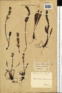 Lagotis glauca subsp. minor (Willd.) Hultén, Siberia, Yakutia (S5) (Russia)