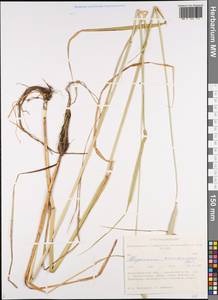 Alopecurus arundinaceus Poir., Siberia, Western Siberia (S1) (Russia)