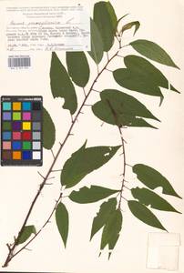 Prunus pensylvanica L. fil., Eastern Europe, Moscow region (E4a) (Russia)