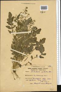 Rorippa palustris (L.) Besser, Middle Asia, Northern & Central Kazakhstan (M10) (Kazakhstan)