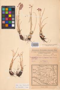 Allium rubens Spreng., Eastern Europe, Eastern region (E10) (Russia)